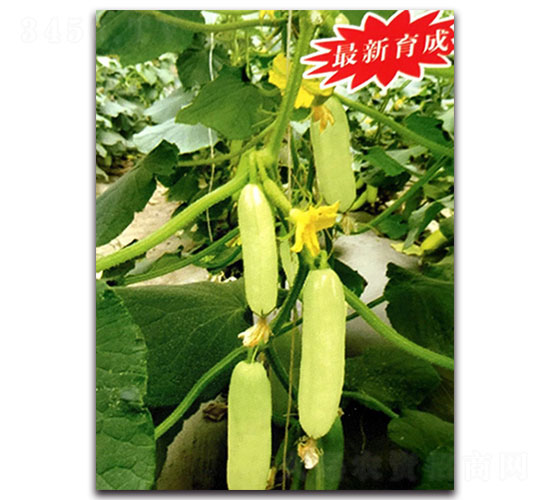 ����-�S�ϷN��-���ʵ�(l��)