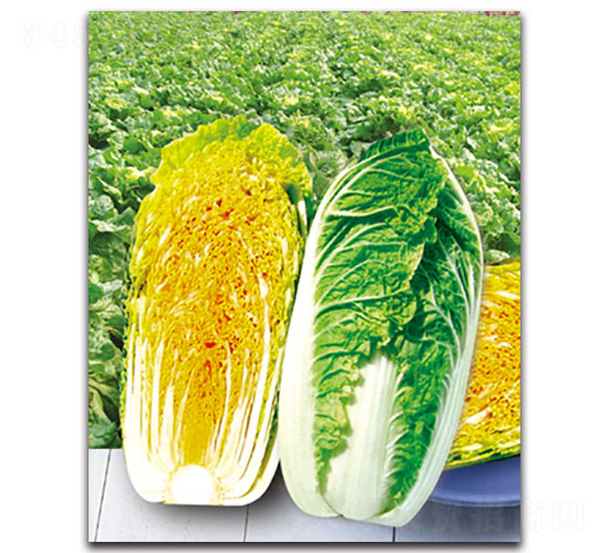 �½�2̖-��ײ˷N��-���ʵ�