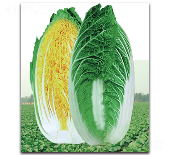 �½�-��ײ˷N��-���ʵ�