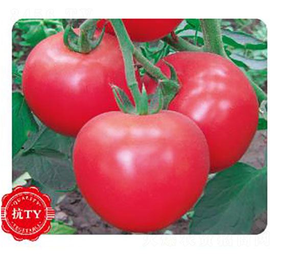 粉博娜-番茄種子-先優達