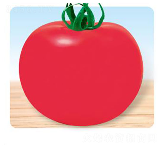 珍寶-番茄種子-先優達