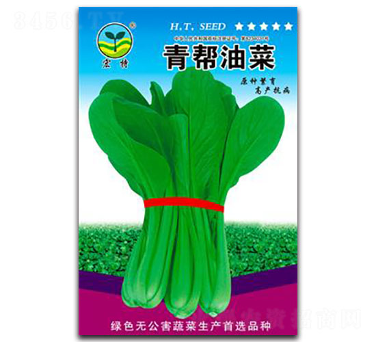 青幫油菜-青梗菜種子-宏特