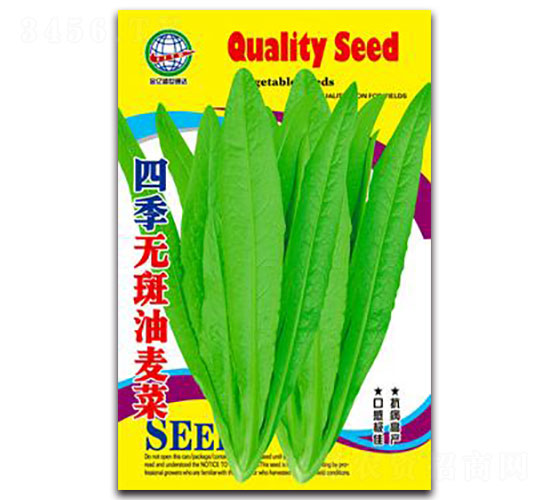 四季無斑油麥菜-油麥菜種子-宏特