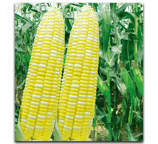 �A����8̖���y������-�����׷N��-�F������