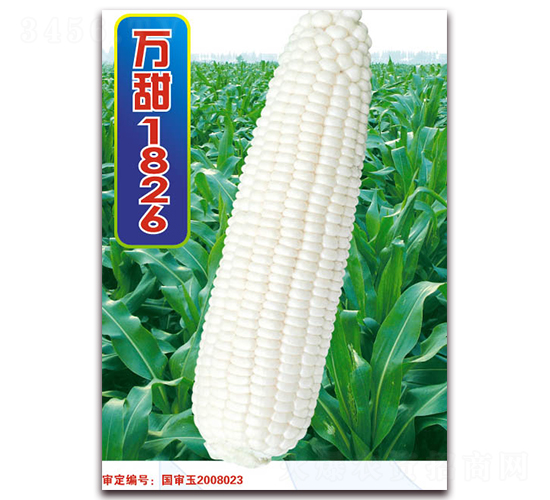 萬甜1826-甜玉米種子-華穗種業(yè)