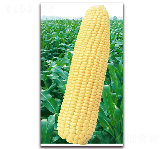 �f��2000-�����׷N��-�A��N�I