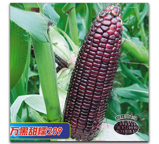 萬黑甜糯209-糯玉米種子-華穗種業