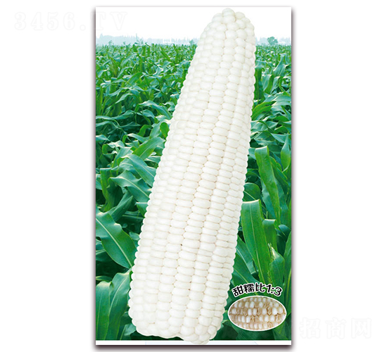 �fŴһ̖-Ŵ���׷N��-�A��N�I