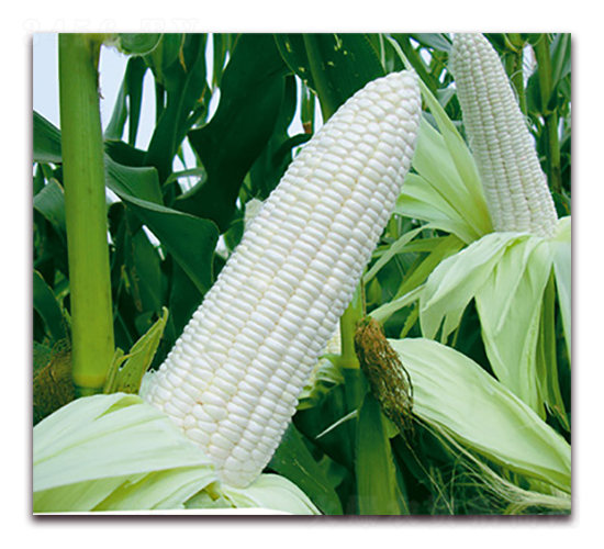 �fŴ178-Ŵ���׷N��-�A��N�I