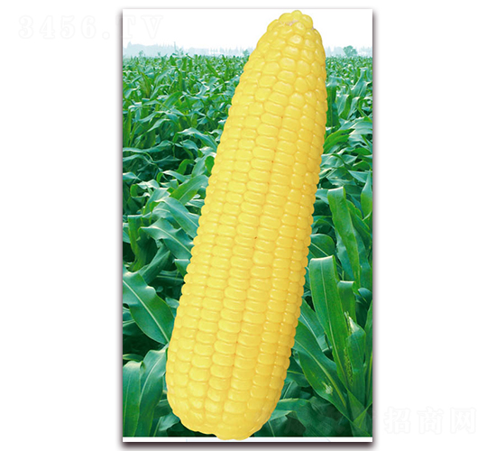 �fŴ��̖-Ŵ���׷N��-�A��N�I