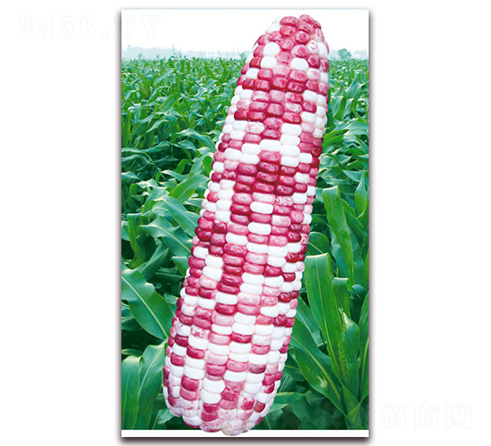 �f��Ŵ��̖-Ŵ���׷N��-�A��N�I