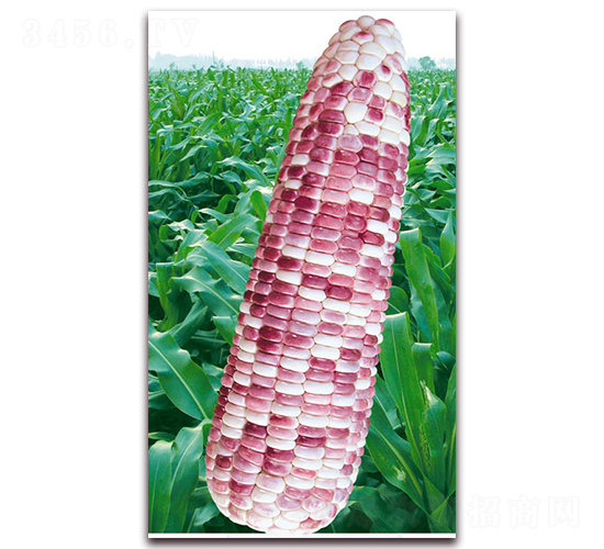 �f��Ŵ��̖-Ŵ���׷N��-�A��N�I