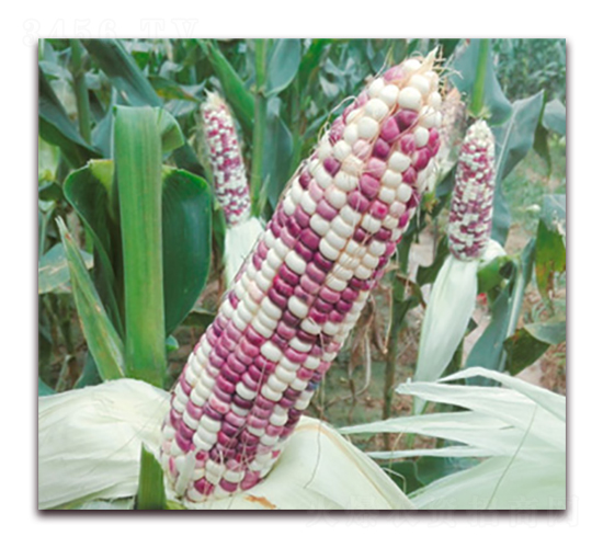 �fŴ162-Ŵ���׷N��-�A��N�I