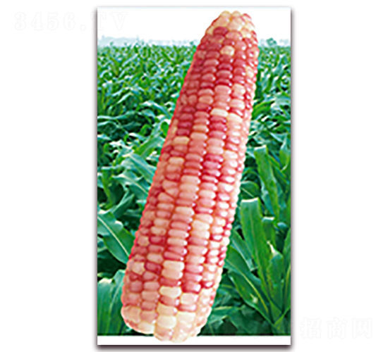 �f��Ŵ1227-Ŵ���׷N��-�A��N�I