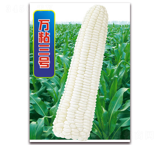 �fճ��̖-Ŵ���׷N��-�A��N�I