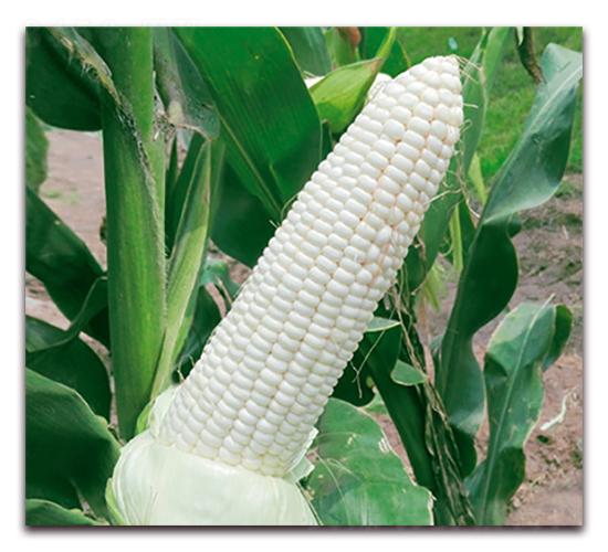 �fŴ161-Ŵ���׷N��-�A��N�I