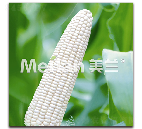 ������-Ŵ���׷N��-�G��