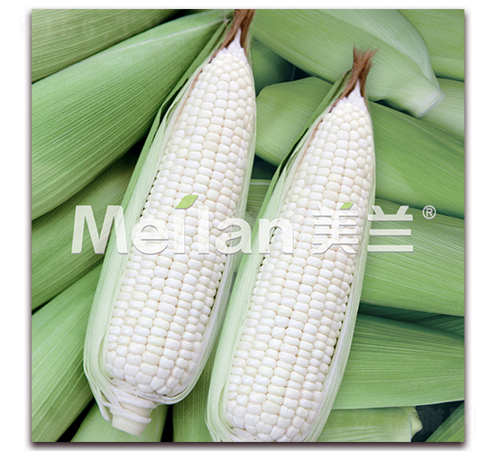 ����Ŵ11̖-Ŵ���׷N��-�G��