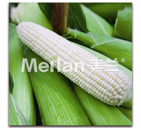 �������Ŵ20̖-��Ŵ���׷N��-�G��