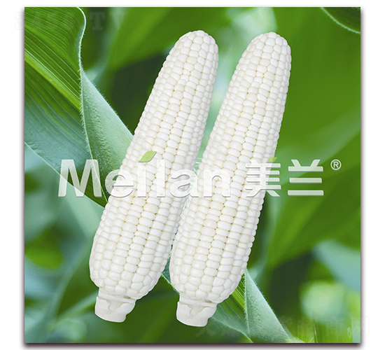 美玉加甜糯8號-甜糯玉米種子-綠川