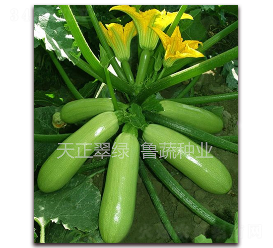 ������G-�����J�N��-���߷N�I