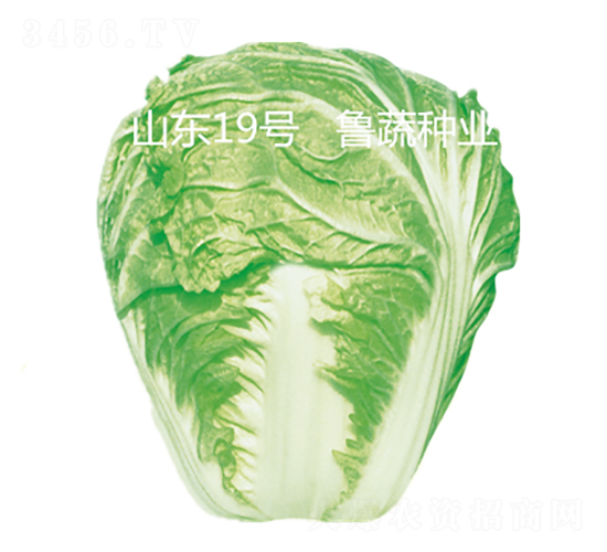 ɽ�|19̖-�ײ˷N��-���߷N�I