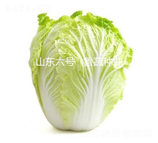 ɽ�|��̖(h��o)-�ײ˷N��-���߷N�I(y��)