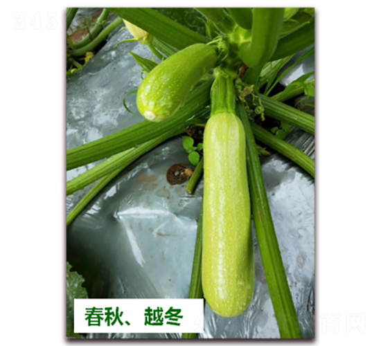 欣瑞1438-西葫蘆種子-天瑞種子