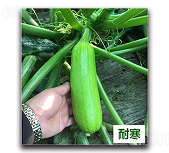 欣瑞28號-西葫蘆種子-天瑞種子