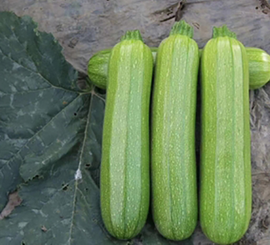 欣瑞615-西葫蘆種子-天瑞種子