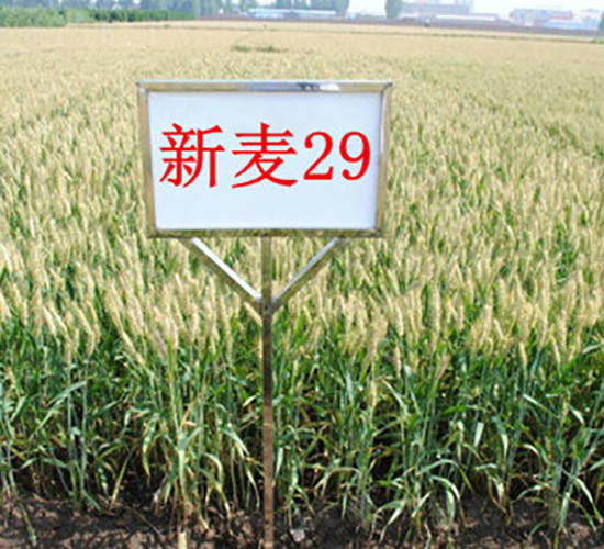 ����29-С���N��-��ʥ��