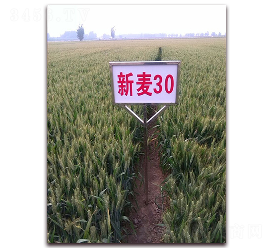 ����30-С���N��-��ʥ��