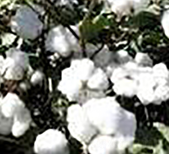 ̫����1788-�޻��N��-��r�I