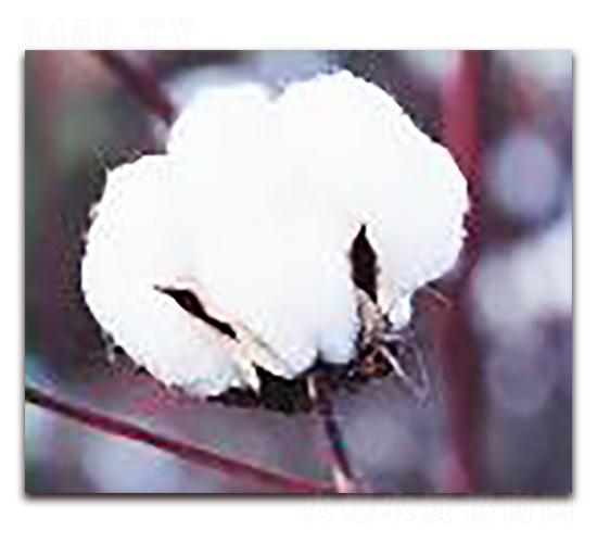 ���һ̖-�޻��N��-��r�I