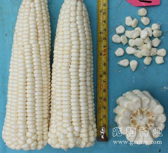 ����Ŵ3̖-���׷N��-�׺ͷN�I