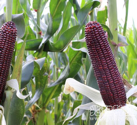 ���Ŵ219-Ŵ���׷N��-�׺ͷN�I