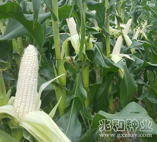 ��Ŵ528-Ŵ���׷N��-�׺ͷN�I