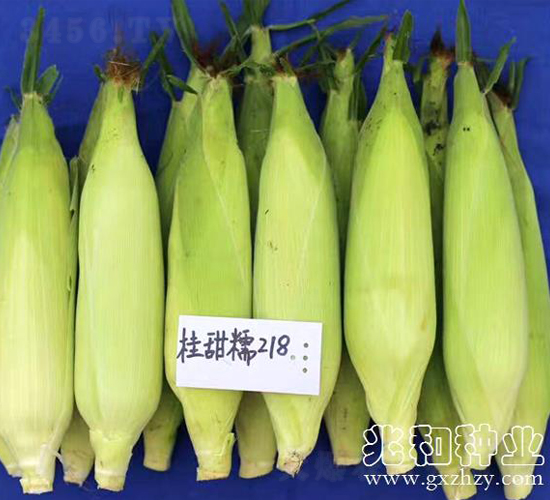 ����Ŵ218-Ŵ���׷N��-�׺ͷN�I