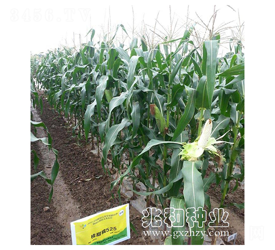 ����Ŵ525-Ŵ���׷N��-�׺ͷN�I