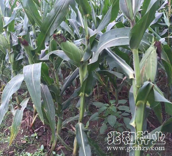 ���S505-���׷N��-�׺ͷN�I