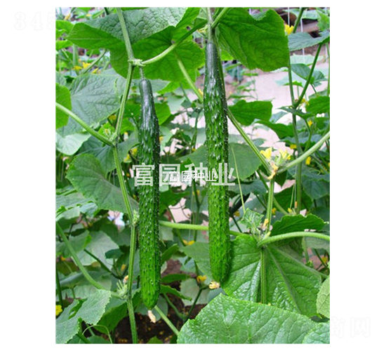 �����܊-�S�ϷN��-���@�N�I(y��)