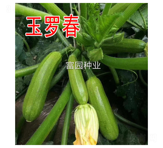 玉羅春-西葫蘆種子-富園種業