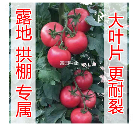 ���R�d-���ѷN��-���@�N�I