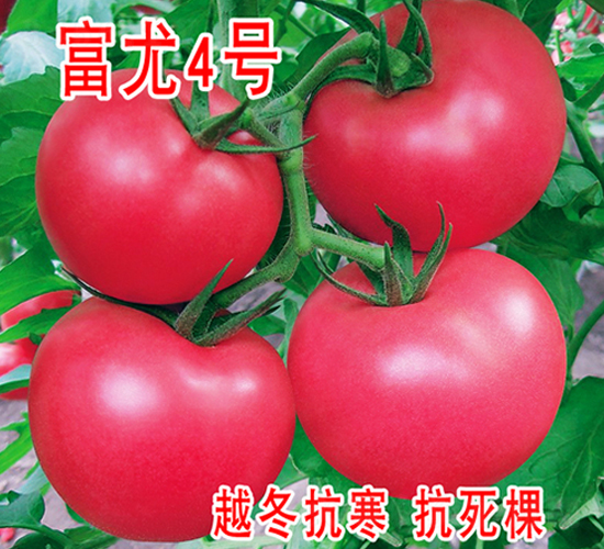 ����4̖-���ѷN��-���@�N�I