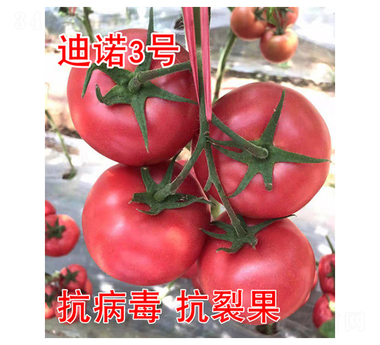 ���Z3̖-���ѷN��-���@�N�I