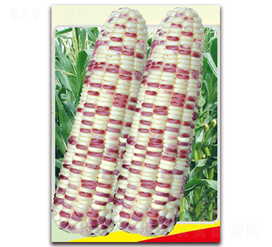 ��ǻ�Ŵ-Ŵ���׷N��-�L(zh��ng)���N��