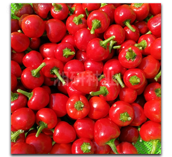 ��������-���콷�N��-���зN�I