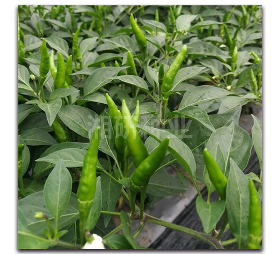 ����54-���콷�N��-���зN�I