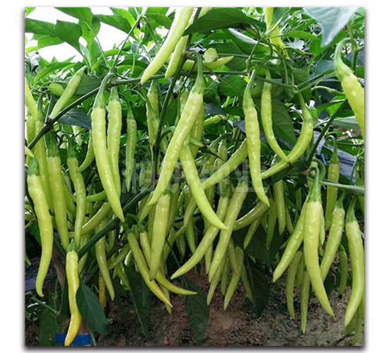 ������-���콷�N��-���зN�I