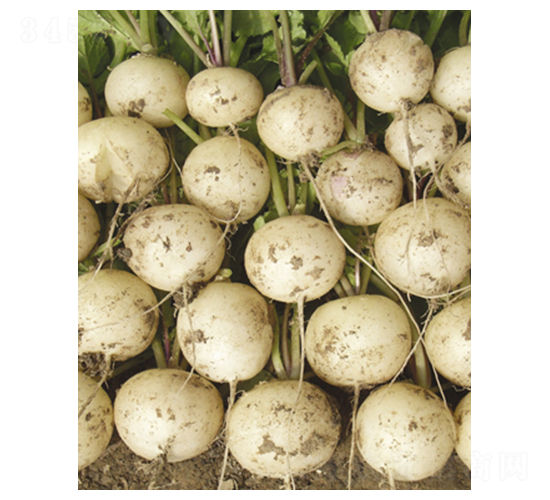 ����ʹ�����}��-�}���N��-�|���N�I